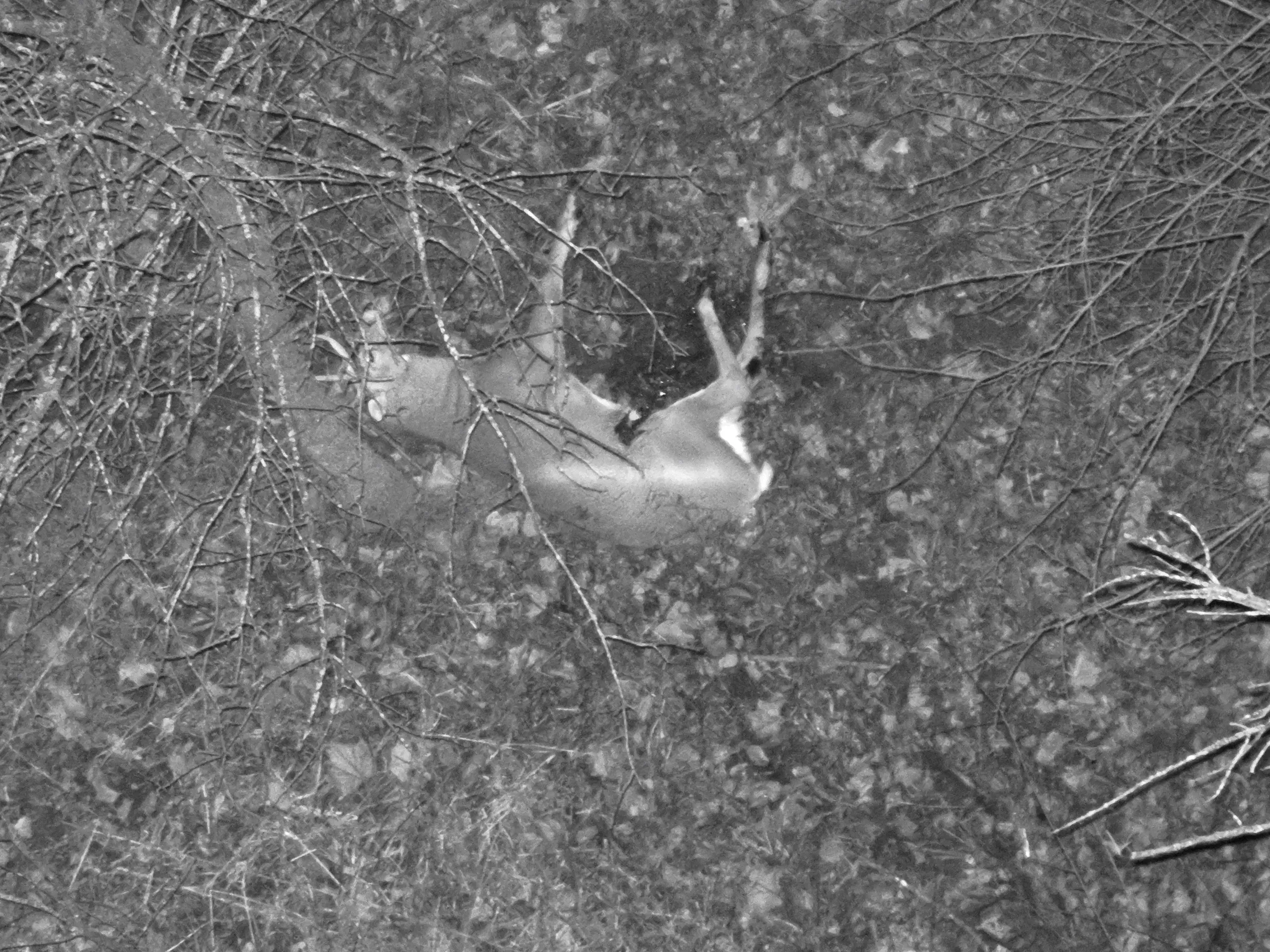 Drone Deer Recovery